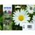 Epson T18164010 (Nr.18) XL   EREDETI TINTAPATRON multipakk (≈1820oldal)