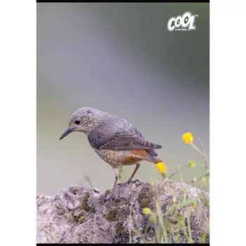   Füzet, tűzött, A4, vonalas, 80 lap, COOL BY VICTORIA "Birds" 1 db