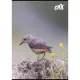 Füzet, tűzött, A4, vonalas, 80 lap, COOL BY VICTORIA "Birds" 1 db