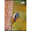 Füzet, tűzött, A4, vonalas, 80 lap, COOL BY VICTORIA "Birds" 1 db