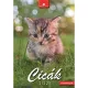 Naptár, fali, DAYLINER, "Cicák" 1 db