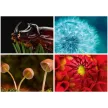 Naptár, fali, DAYLINER, "Macro Lens"