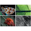 Naptár, fali, DAYLINER, "Macro Lens"