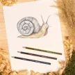 Színes ceruza készlet, hatszögletű, STAEDTLER "Noris Colour 185", 24 különböző szín 24 db