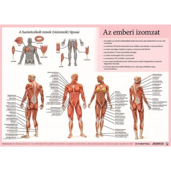   Könyökalátét, kétoldalas, A3, STIEFEL "Az emberi vázizomzat / érzékszervek"